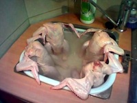 proud chickens